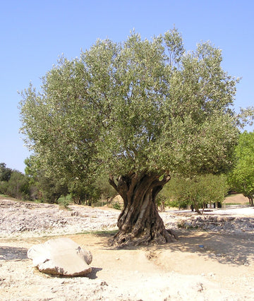 Greek Extra Virgin Olive Oil from Crete 5lt 9